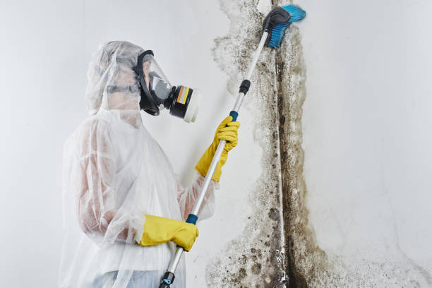 Best Mold Remediation for Specific Building Types in Parma, OH