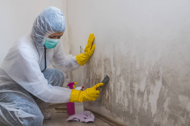 Trusted Parma, OH Mold Remediation Experts