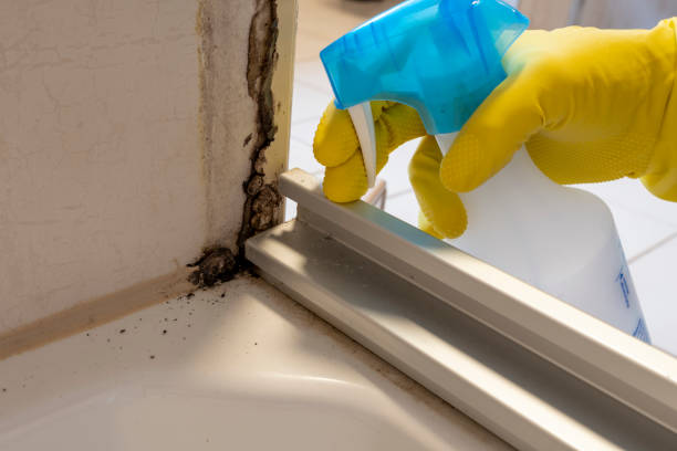 Best Commercial Mold Remediation in Parma, OH