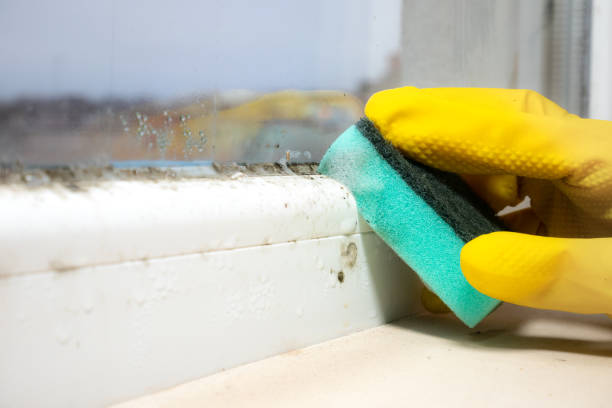 Professional Mold Remediation in Parma, OH