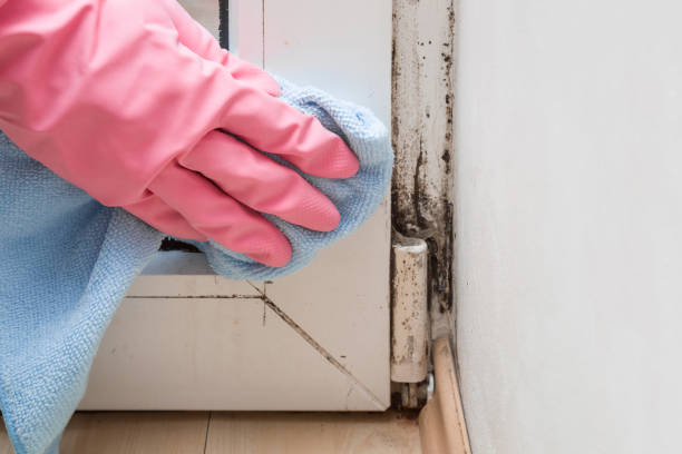 Best Basement Mold Remediation in Parma, OH