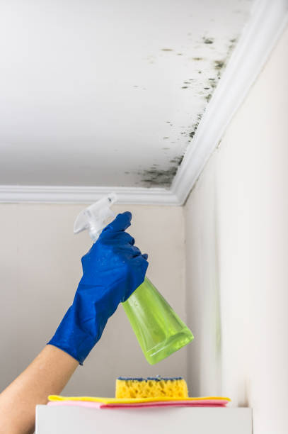 Best Residential Mold Remediation in Parma, OH